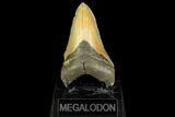 Serrated, Fossil Megalodon Tooth - North Carolina #147485-1
